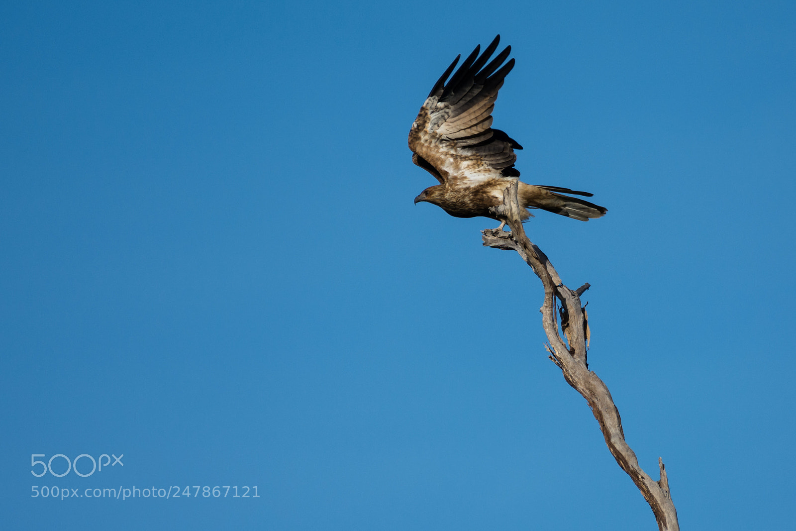 Nikon D5200 sample photo. Take off! photography