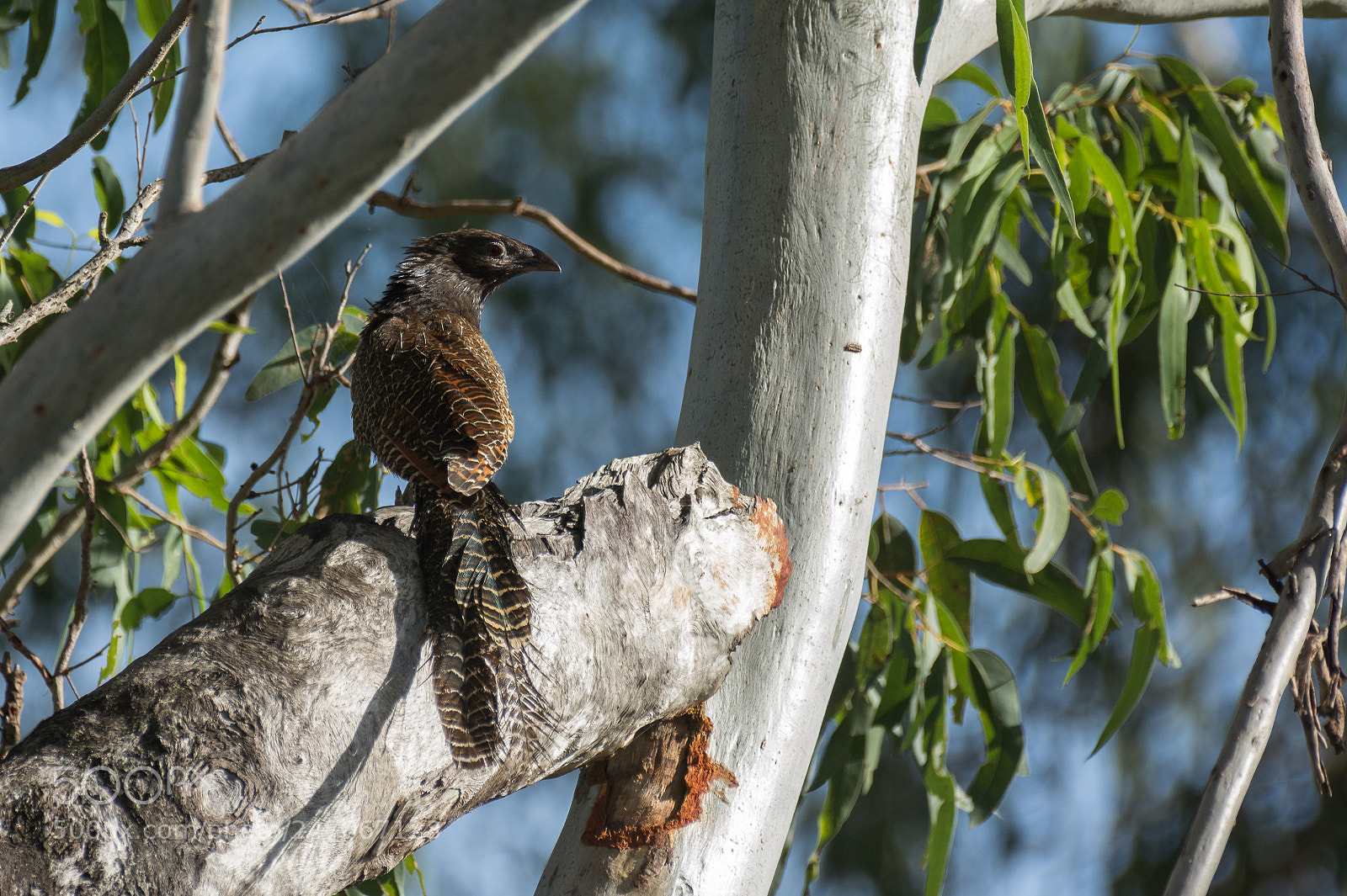 Nikon D5200 sample photo. Pheasant coucal photography