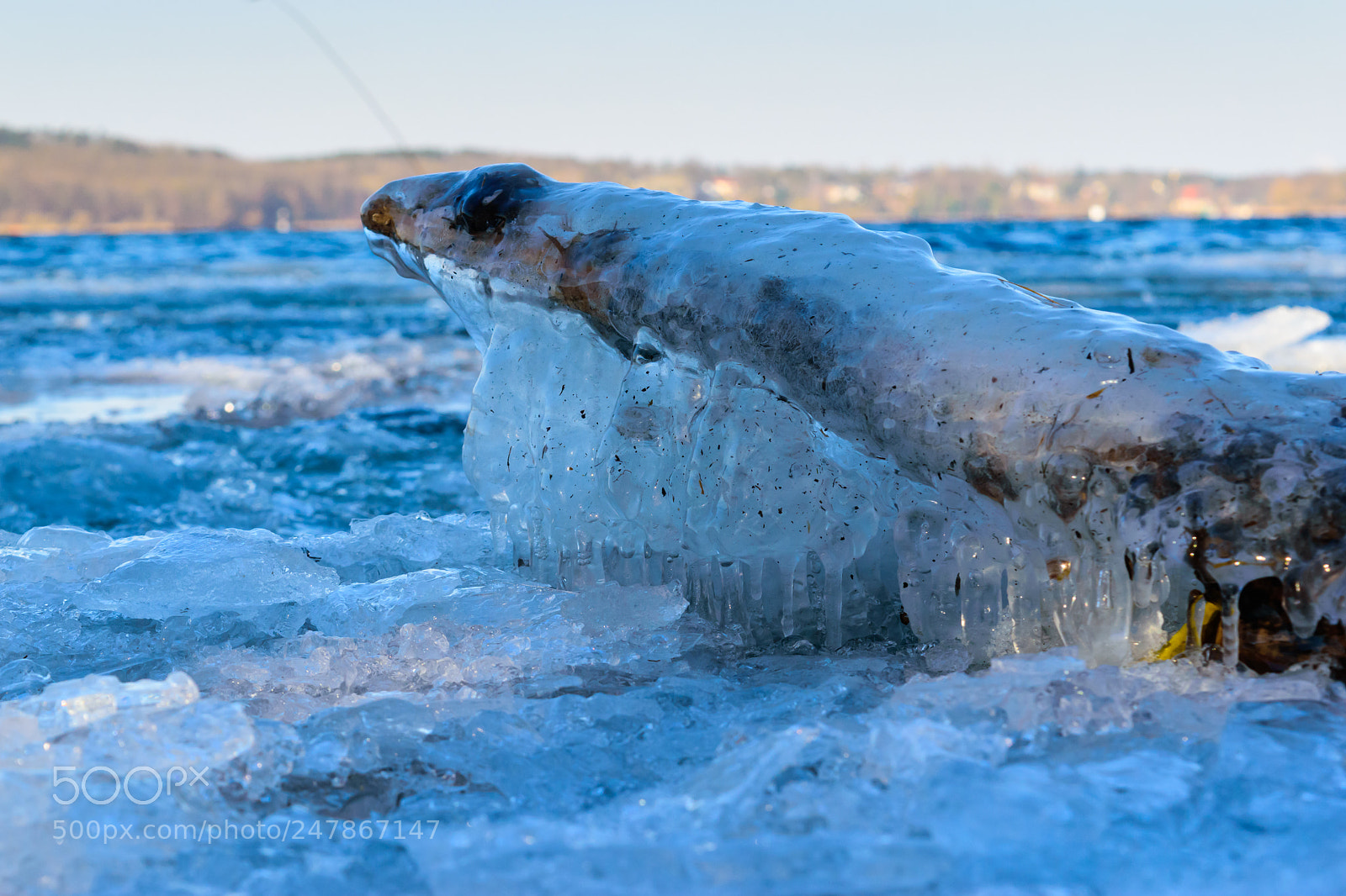 Nikon D5500 sample photo. Icicle on branch photography