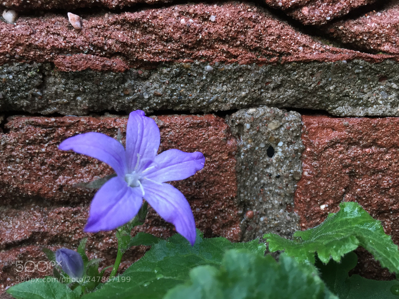 Apple iPhone 6 sample photo. Untitled photography
