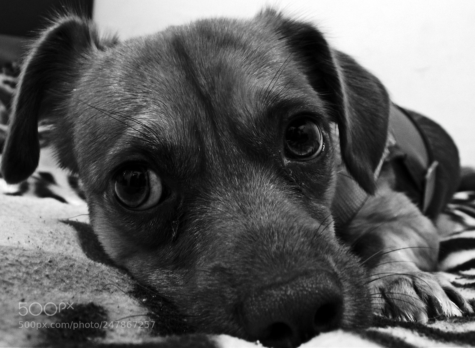 Nikon Coolpix L820 sample photo. Dog love photography