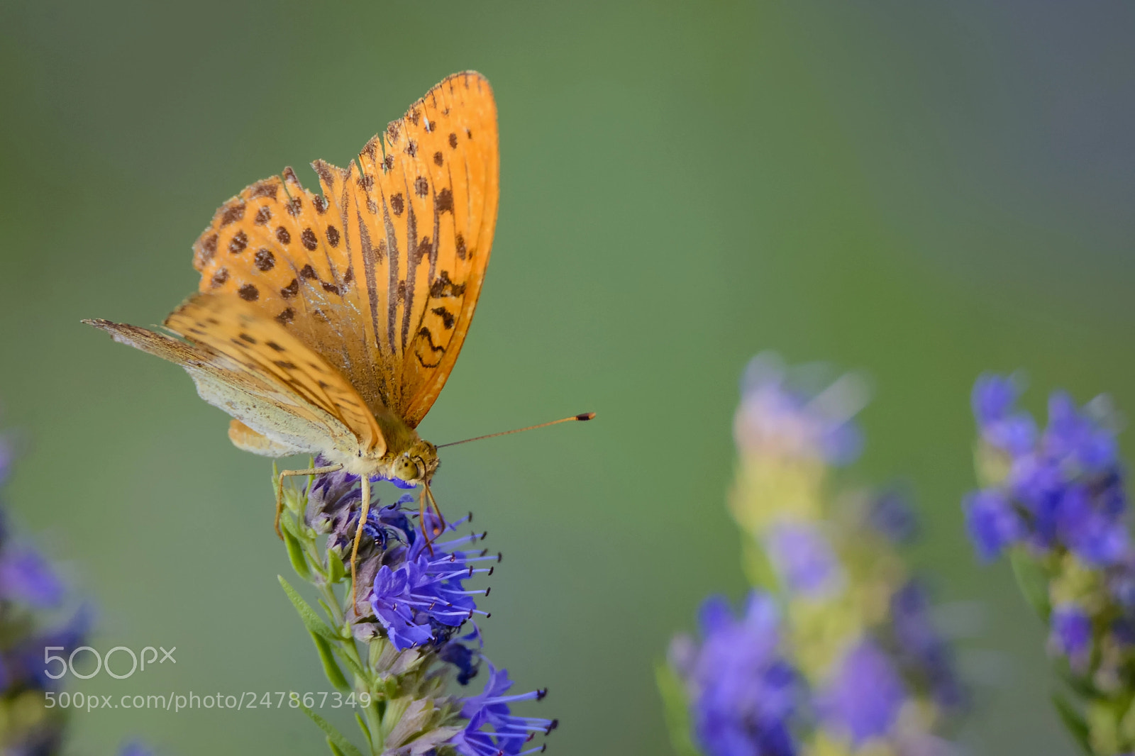 Nikon D610 sample photo. Argynnis paphia photography