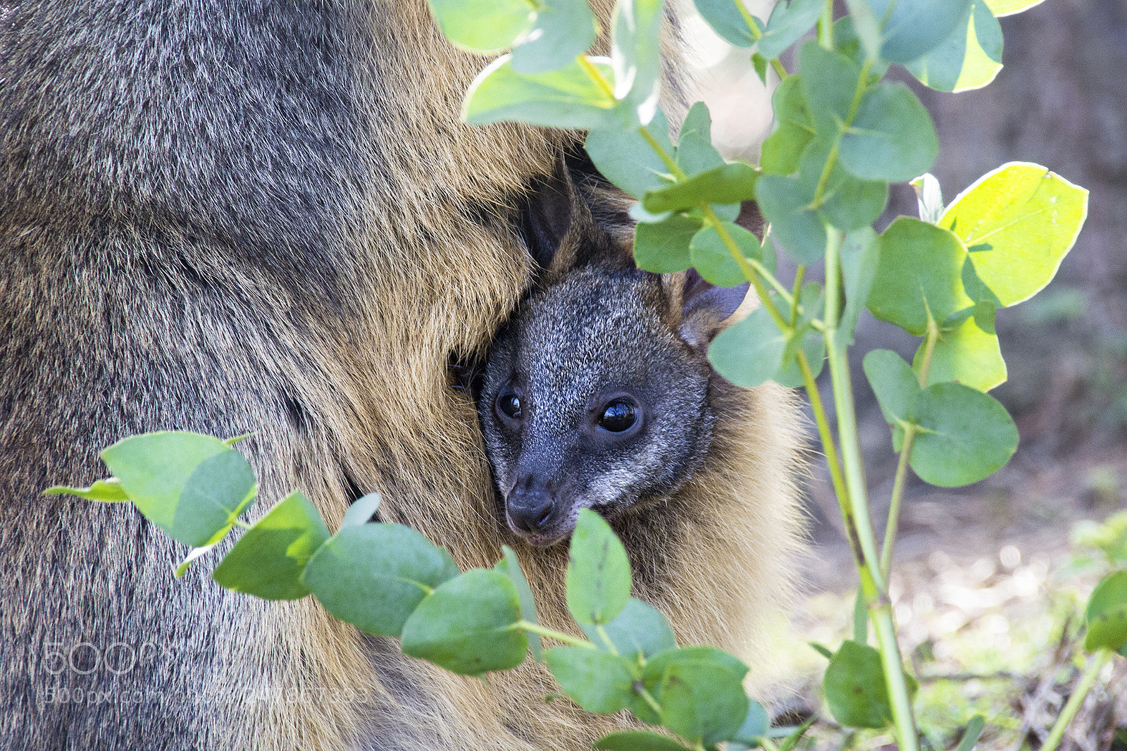 Canon EOS 60D sample photo. Baby wallaby photography