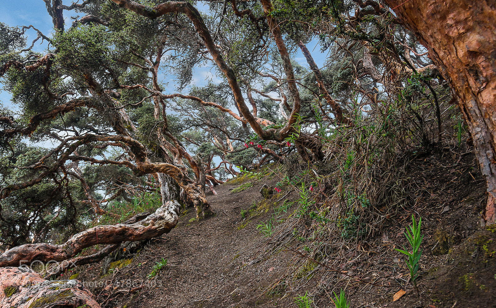 Nikon D800E sample photo. Polylepis trees - chimborazo photography