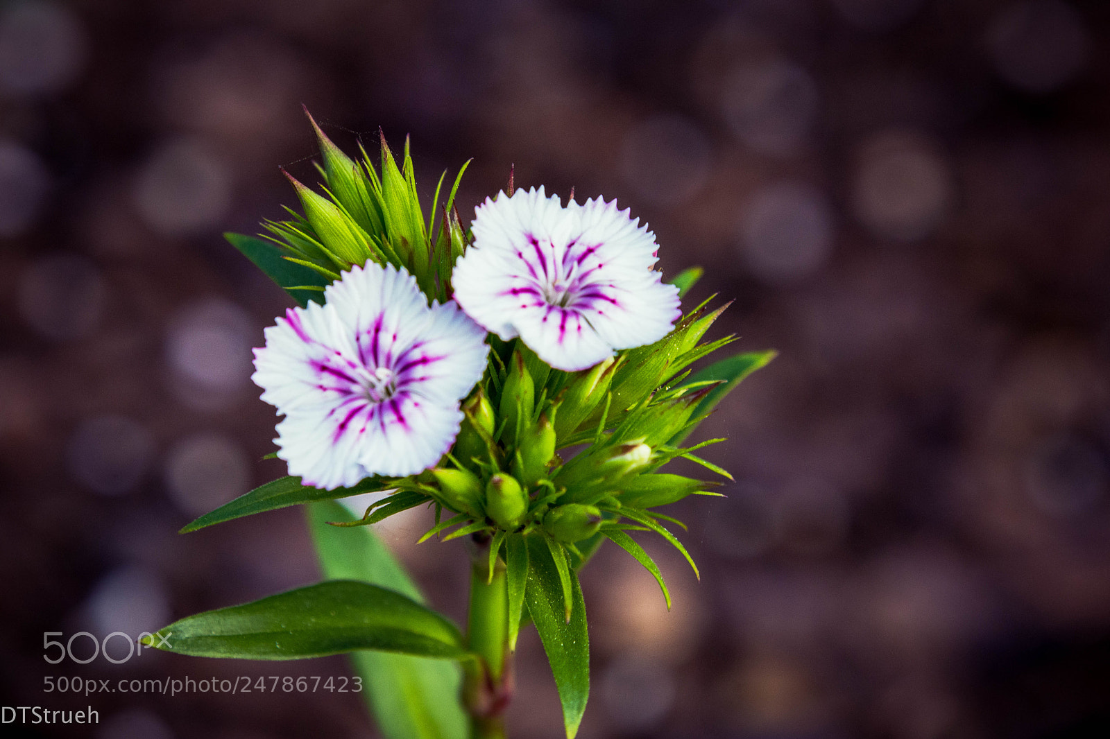 Nikon D7200 sample photo. Spring blooms photography