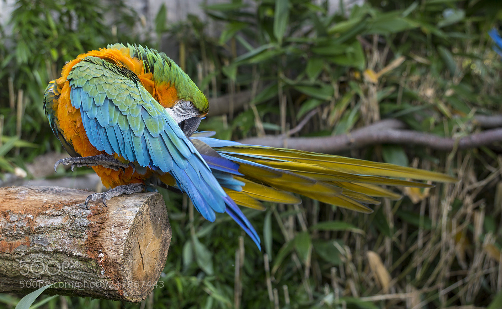 Canon EOS 60D sample photo. Preening photography