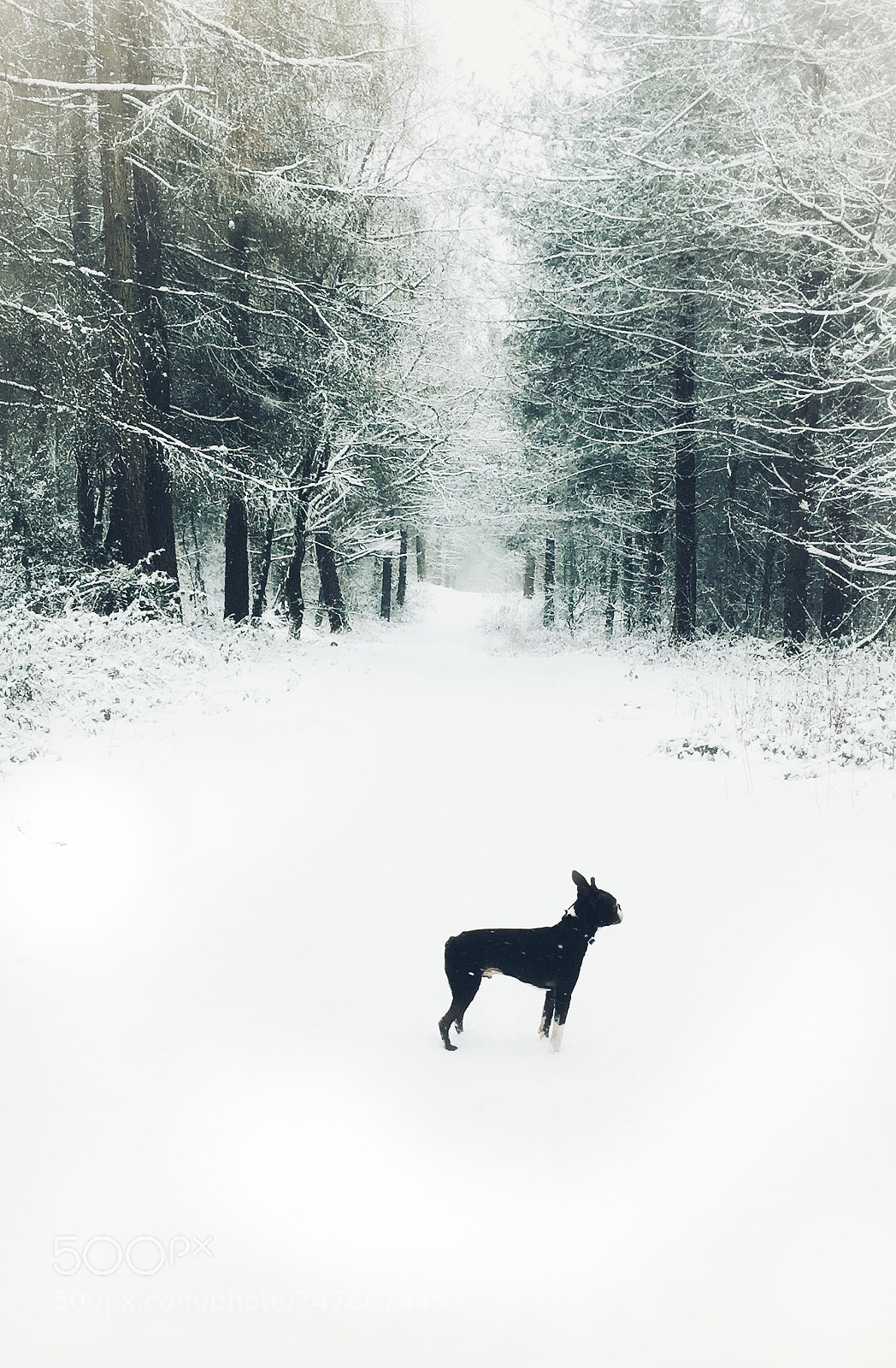 Apple iPhone 6 sample photo. Walk in the snow photography