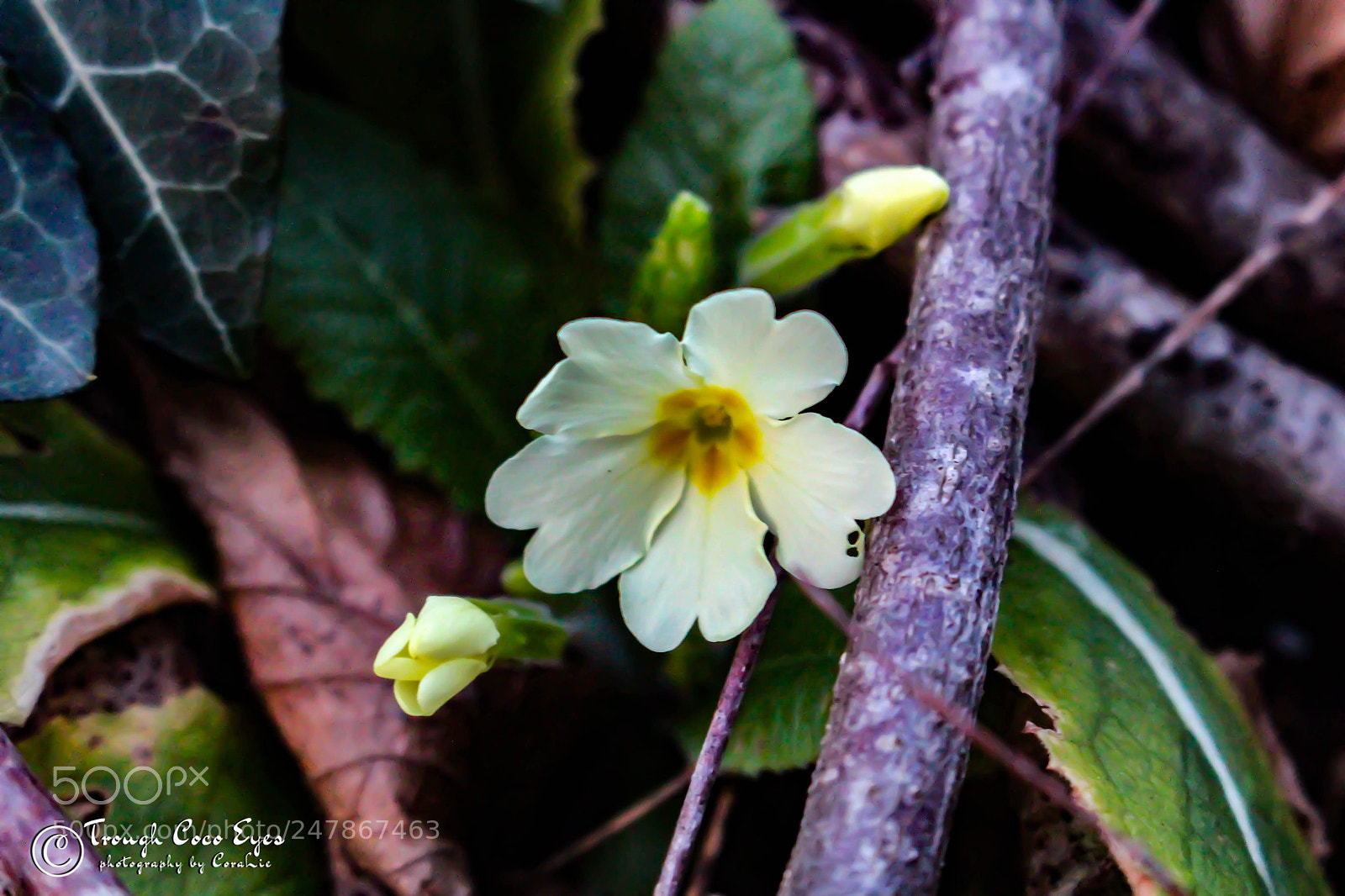 Canon EOS 100D (EOS Rebel SL1 / EOS Kiss X7) sample photo. Jaune photography