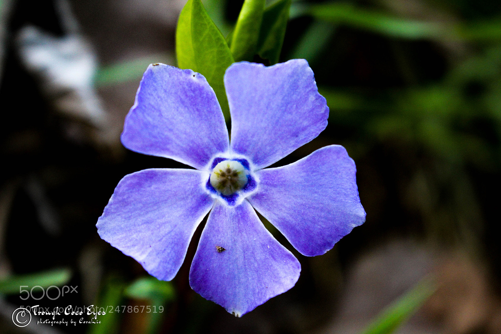 Canon EOS 100D (EOS Rebel SL1 / EOS Kiss X7) sample photo. Purple photography