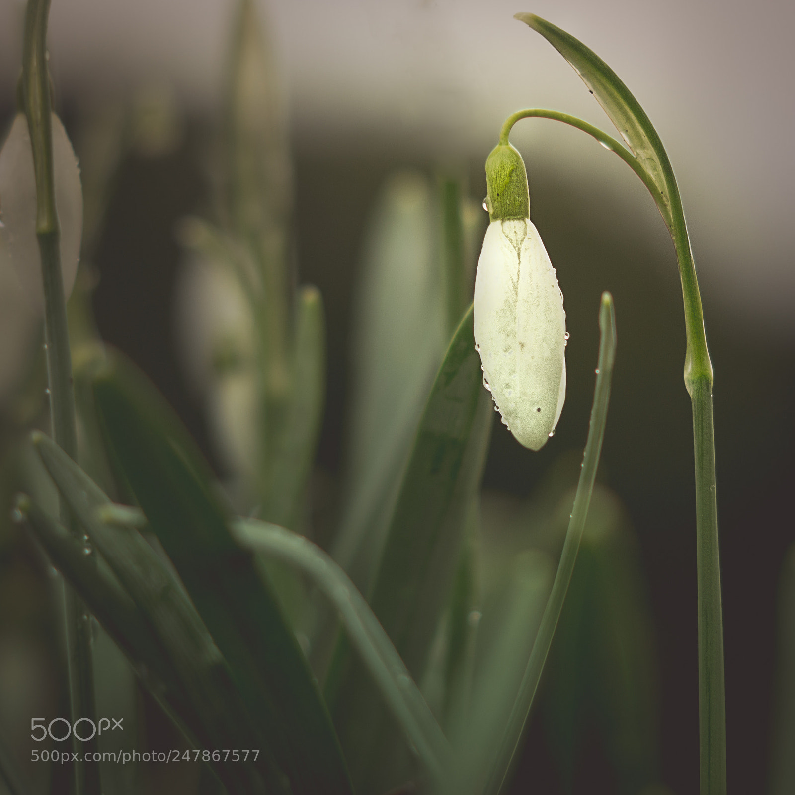 Sony SLT-A58 sample photo. Snowdrop holding strong in photography