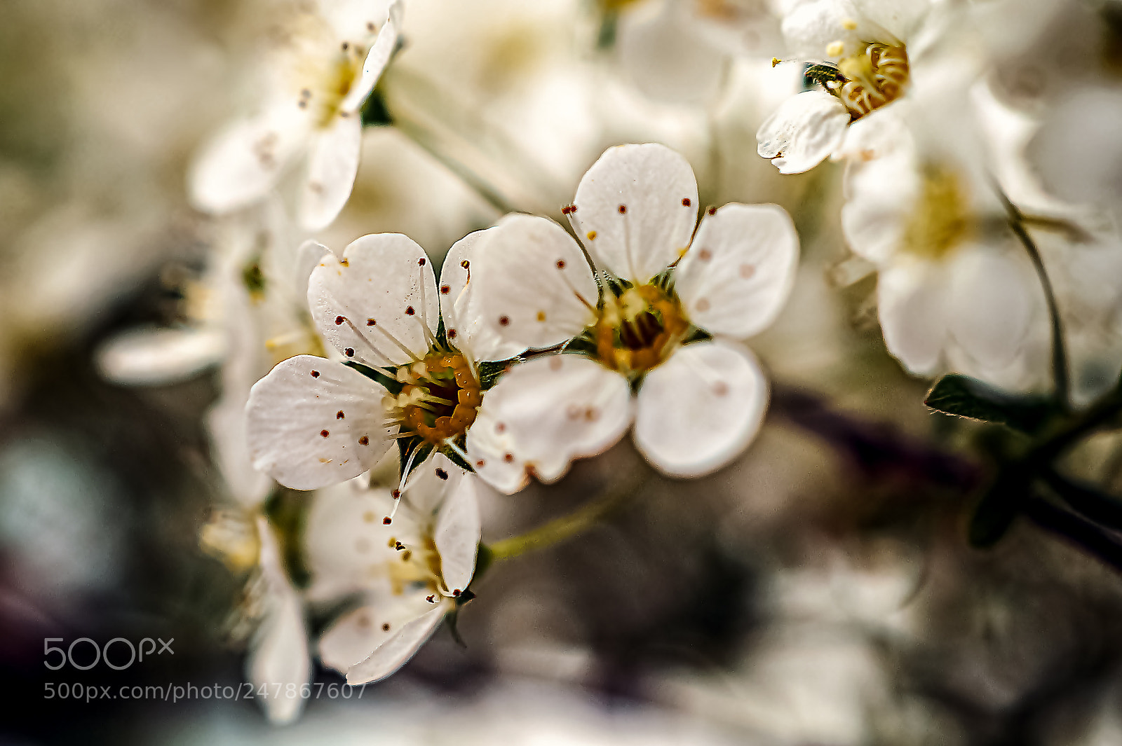 Sony SLT-A58 sample photo. *** spring *** photography