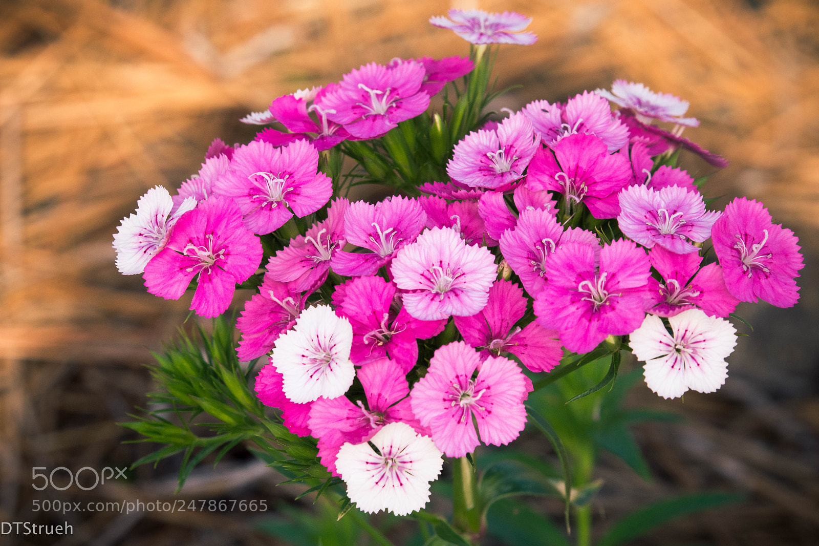 Nikon D7200 sample photo. Spring blloms ii photography