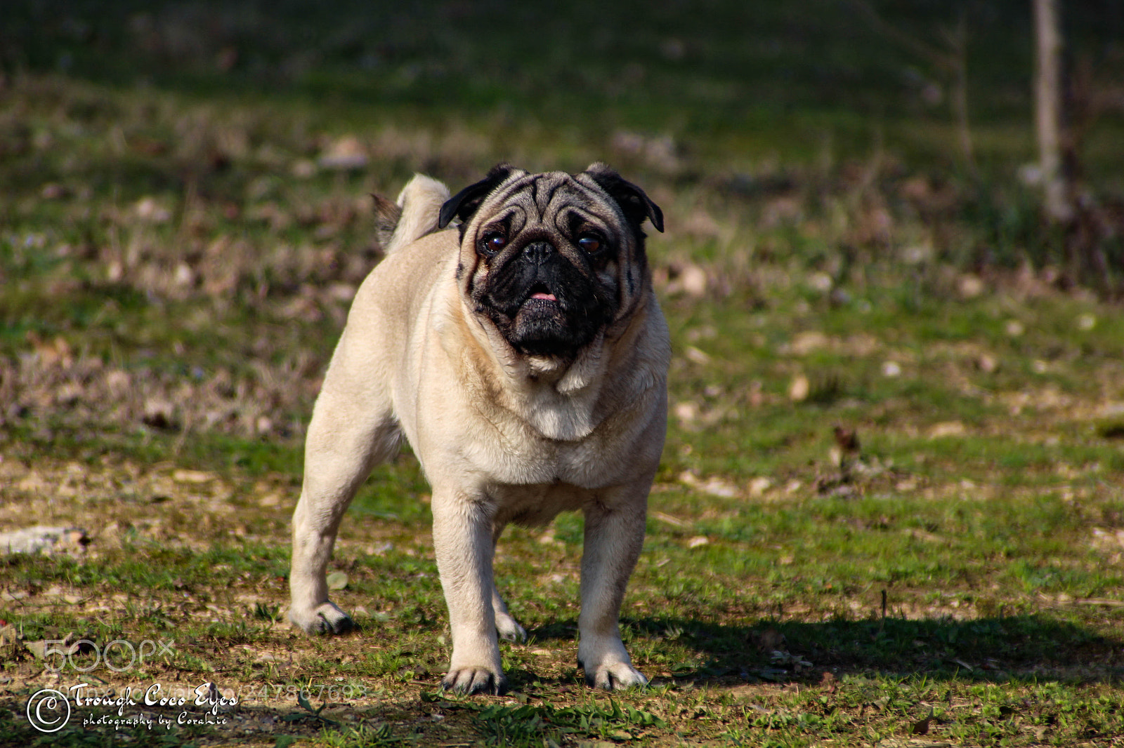 Canon EOS 100D (EOS Rebel SL1 / EOS Kiss X7) sample photo. Dog photography