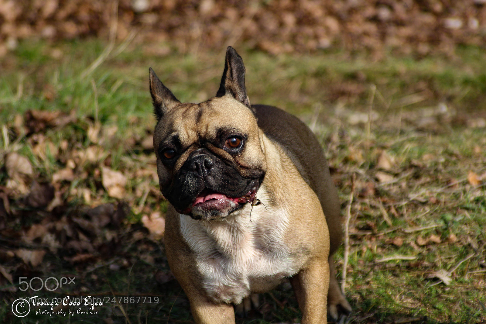 Canon EOS 100D (EOS Rebel SL1 / EOS Kiss X7) sample photo. Dog photography