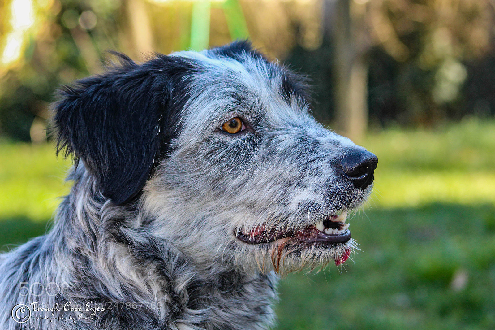 Canon EOS 100D (EOS Rebel SL1 / EOS Kiss X7) sample photo. Doggy photography