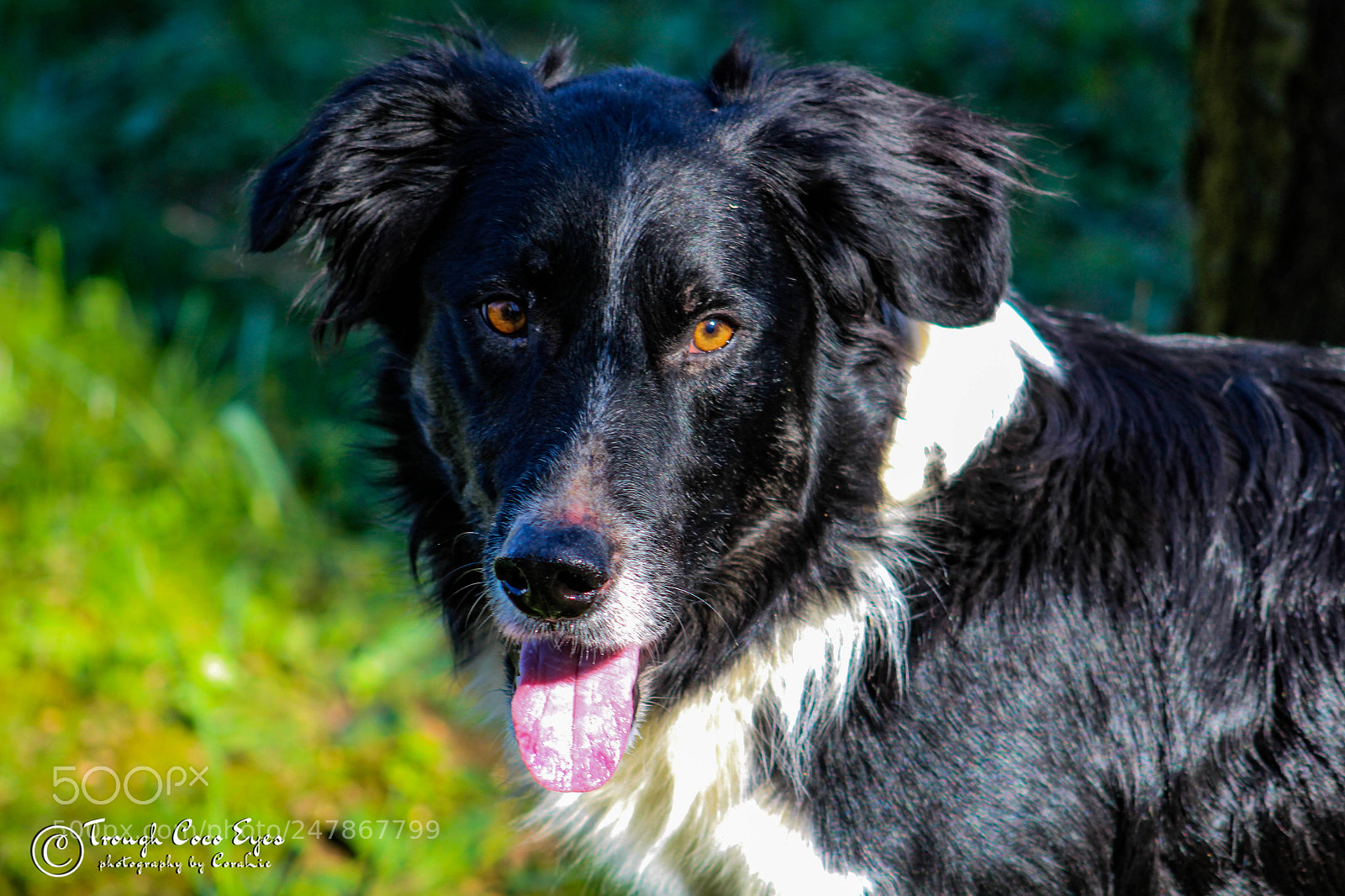 Canon EOS 100D (EOS Rebel SL1 / EOS Kiss X7) sample photo. Border collie photography