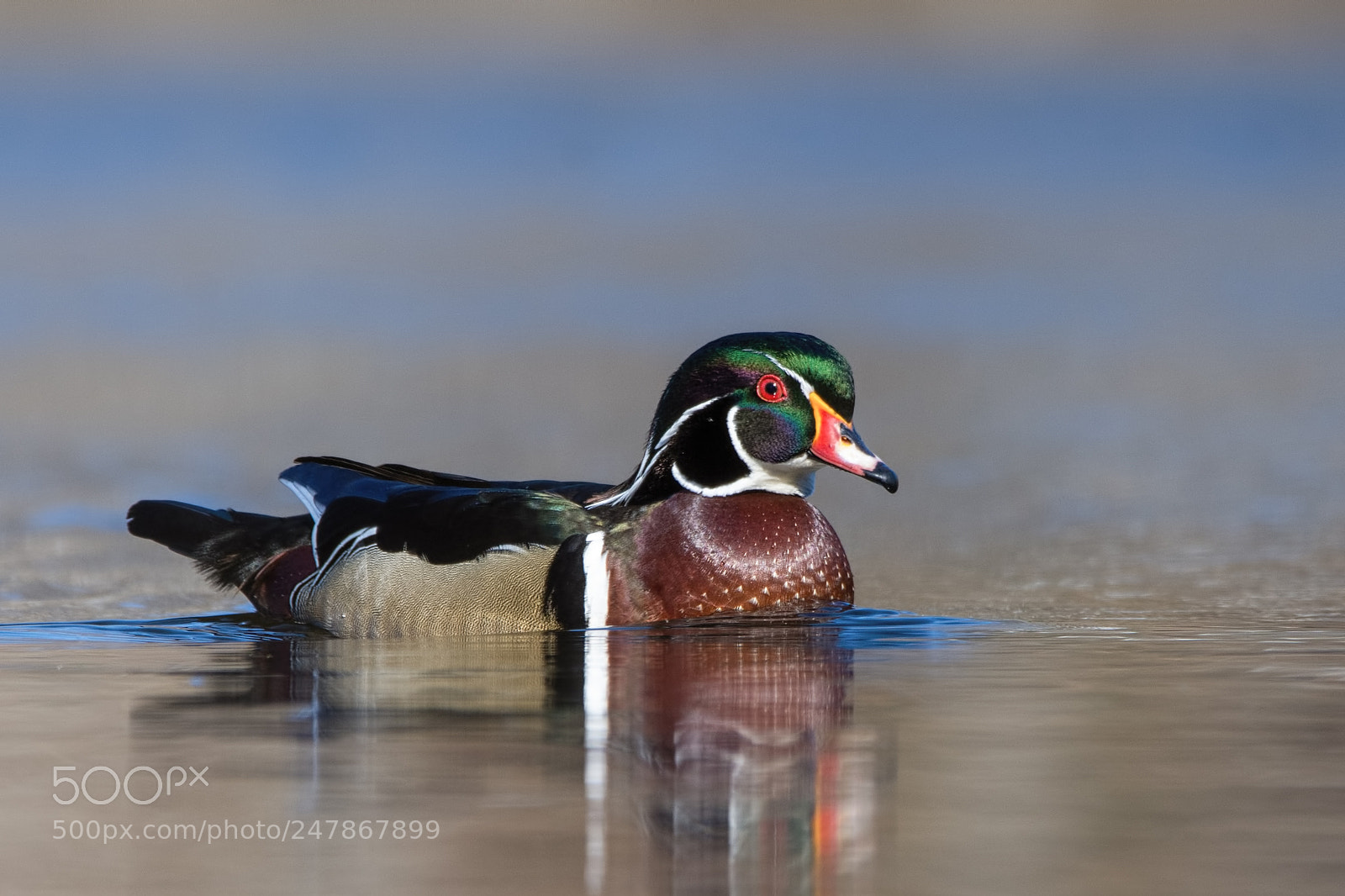 Nikon D7200 sample photo. Wood duck photography