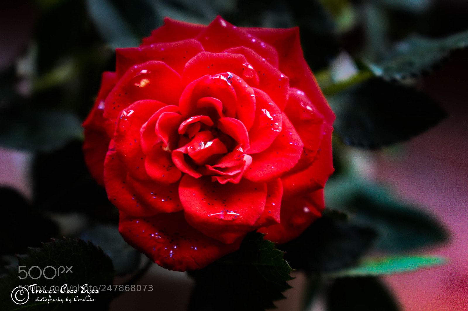 Canon EOS 100D (EOS Rebel SL1 / EOS Kiss X7) sample photo. Rose photography