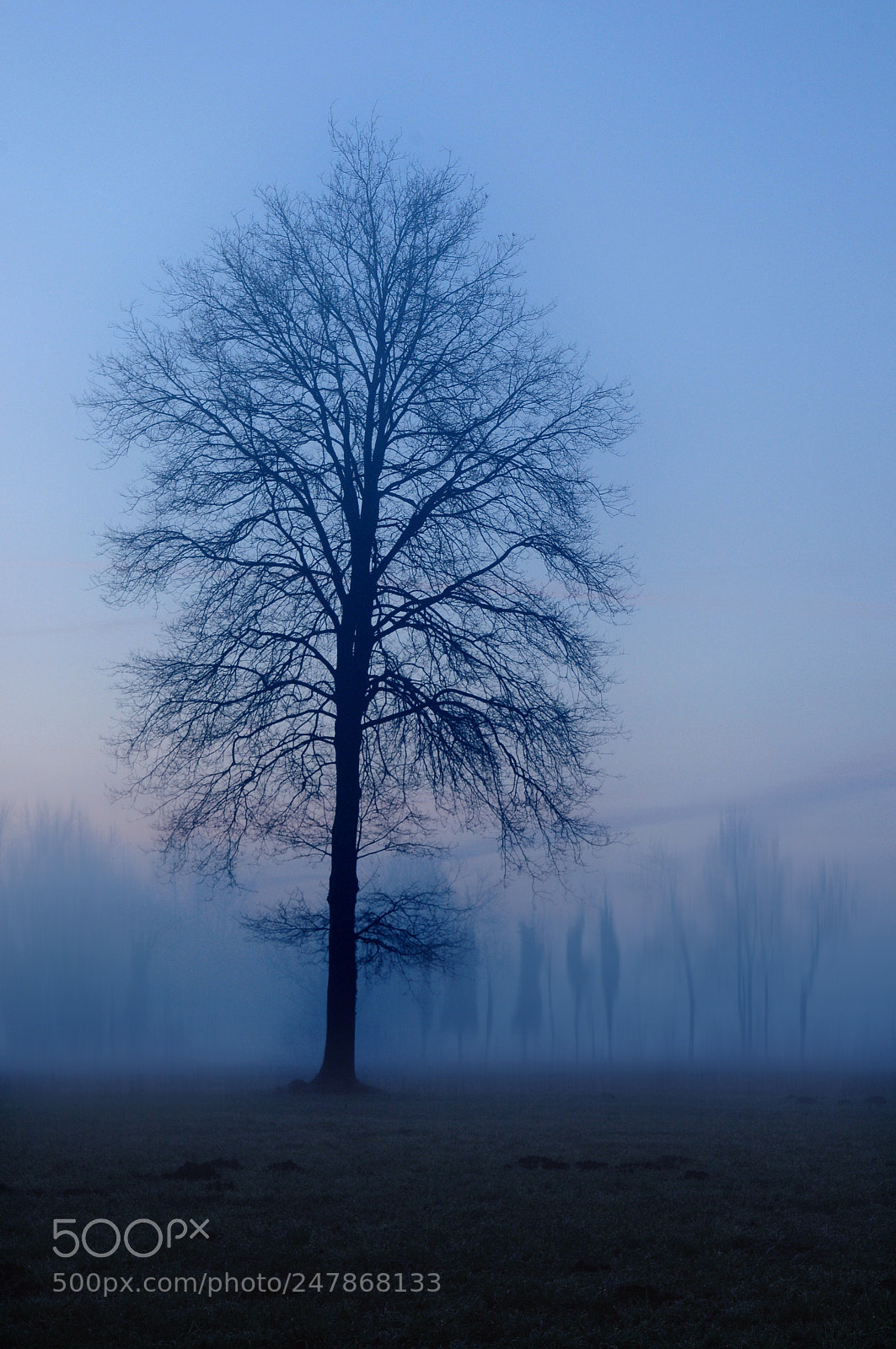 Nikon D300 sample photo. Fog & tree photography
