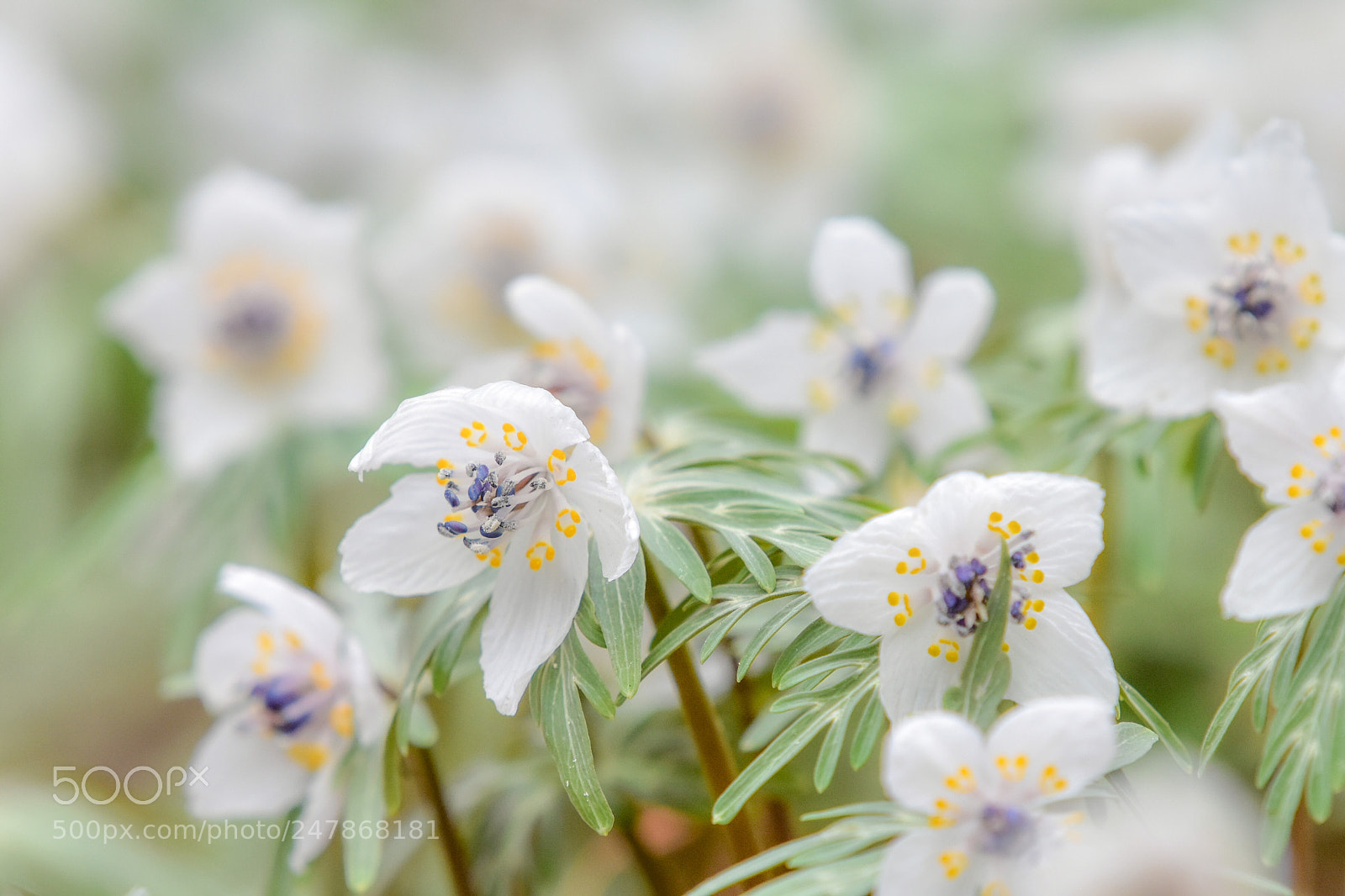 Nikon D7200 sample photo. Evanthis pinnatifida photography