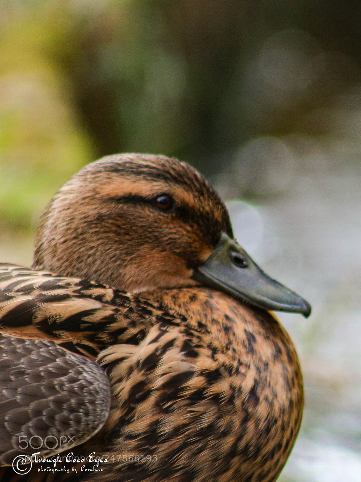 Canon EOS 100D (EOS Rebel SL1 / EOS Kiss X7) sample photo. Canard photography