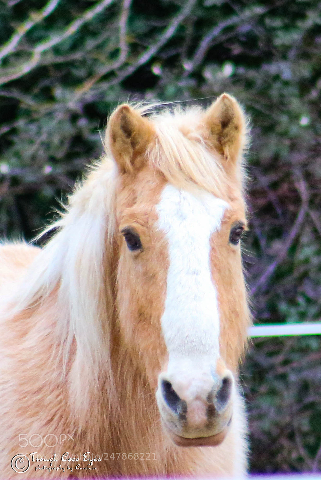 Canon EOS 100D (EOS Rebel SL1 / EOS Kiss X7) sample photo. Regard doux photography