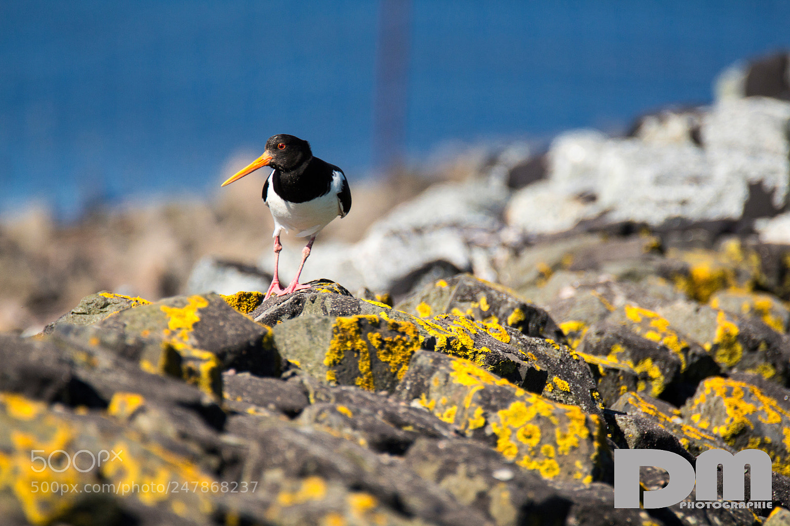 Canon EOS 700D (EOS Rebel T5i / EOS Kiss X7i) sample photo. Oystercatcher on pellworm photography