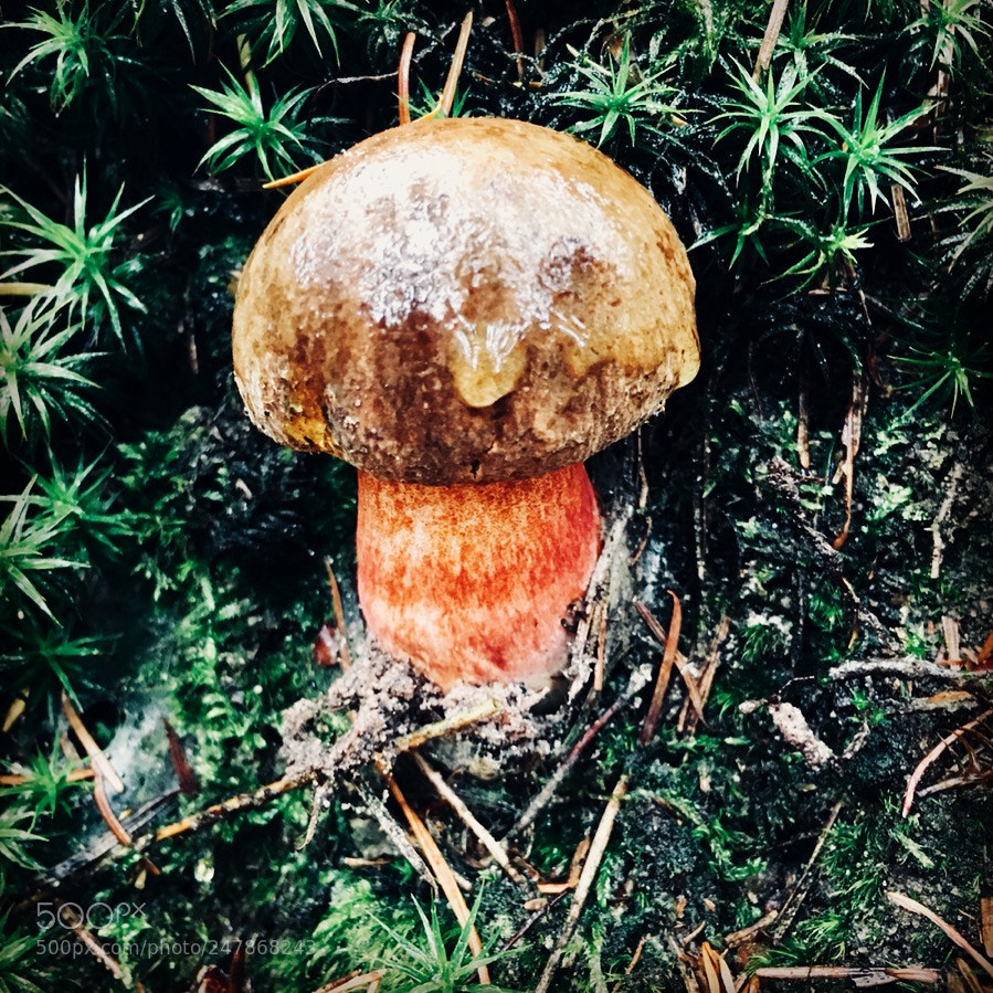 Apple iPhone 6s sample photo. Mushroom photography