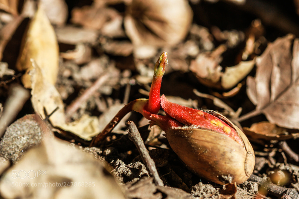 Canon EOS 7D sample photo. And so it begins photography