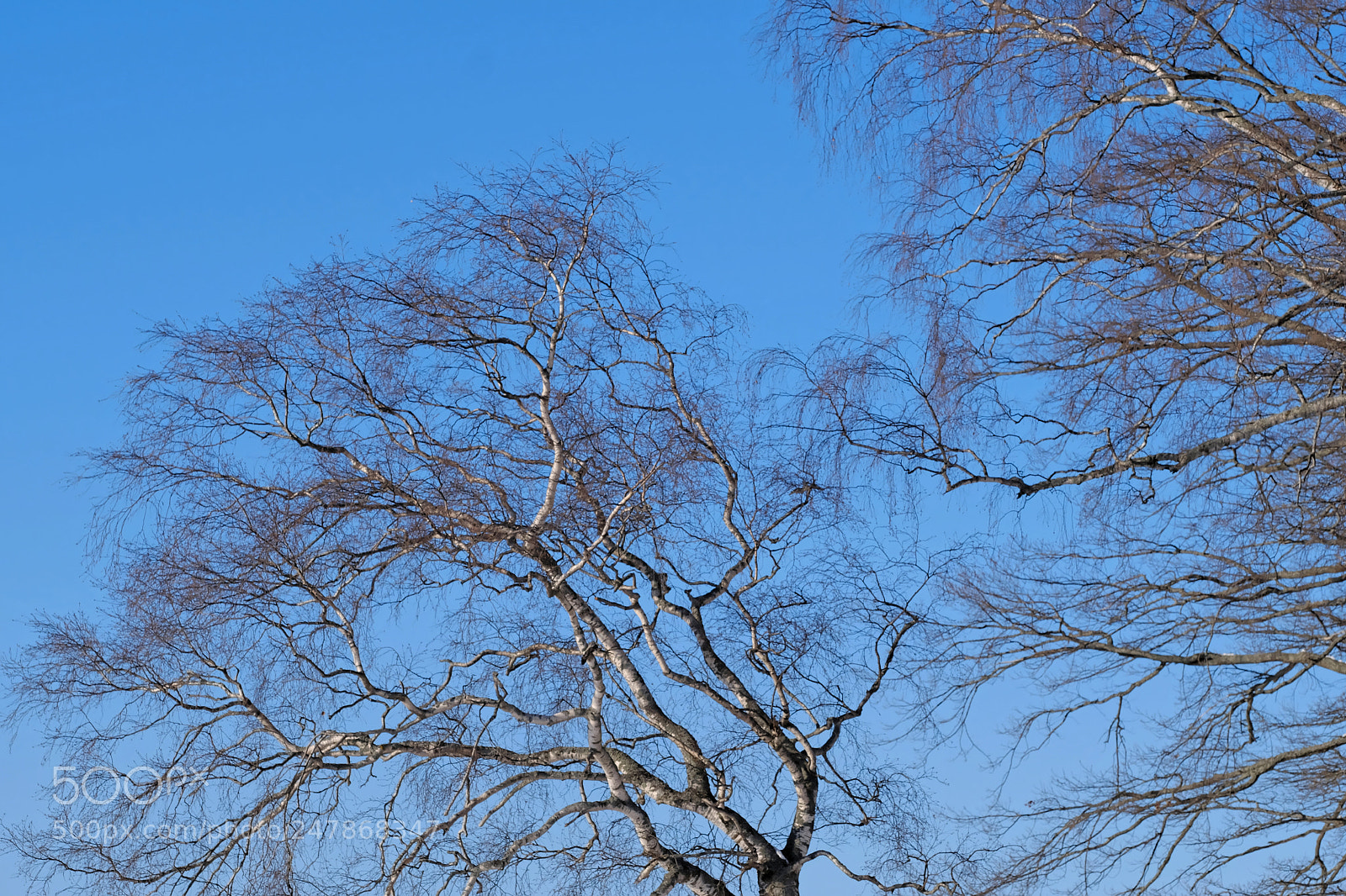 Fujifilm X-T2 sample photo. Trees photography