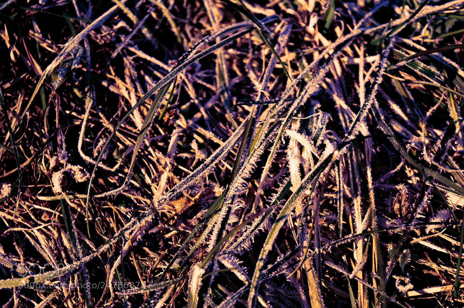 Nikon D3200 sample photo. Ice grass photography