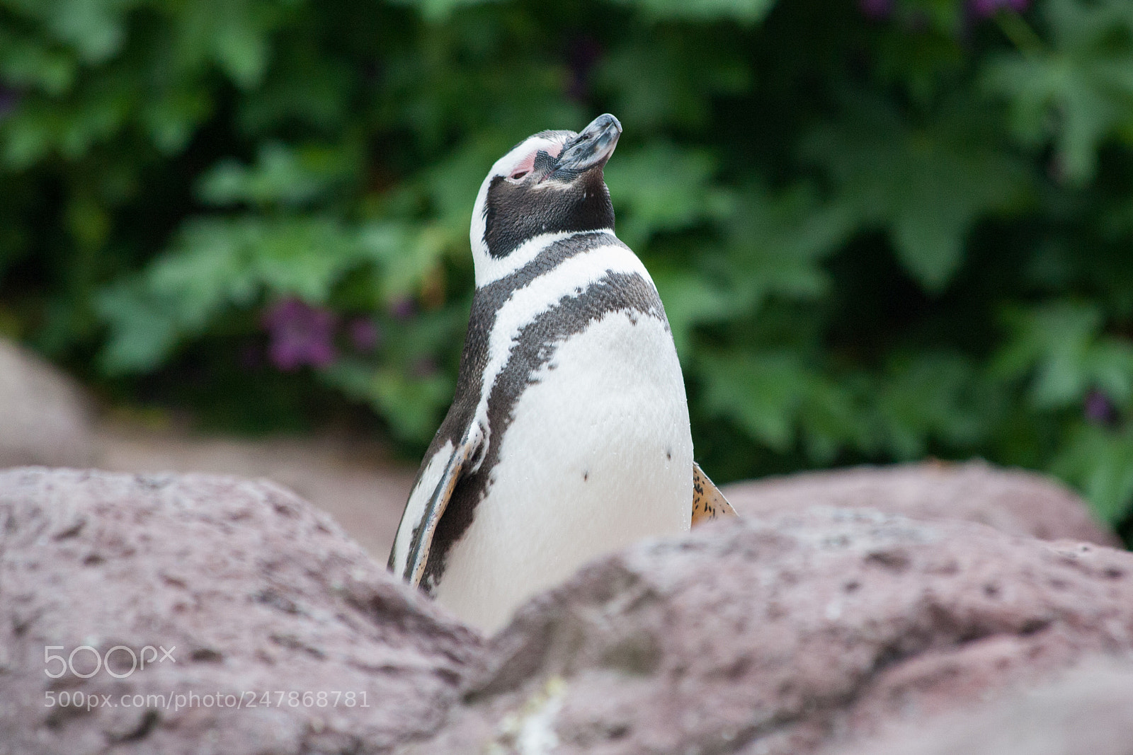 Canon EOS 5D sample photo. Penguin photography
