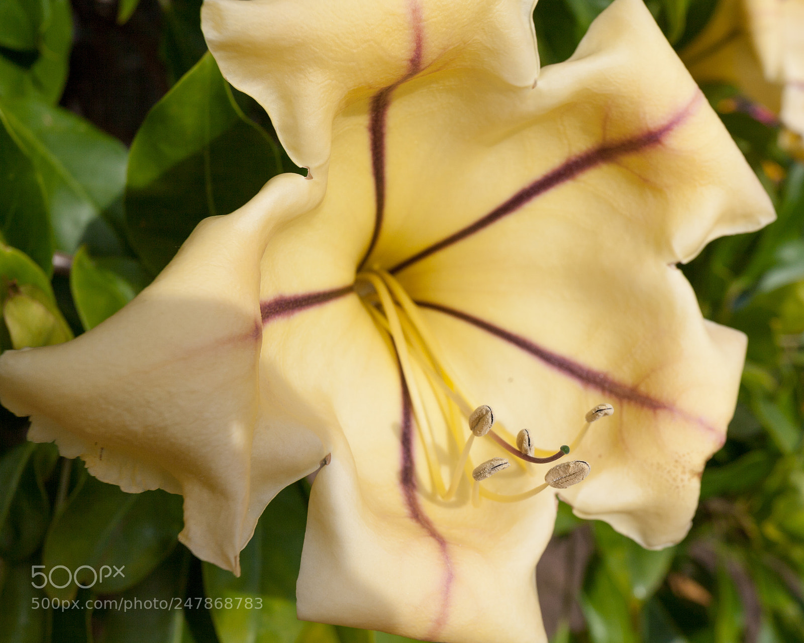 Canon EOS 5D sample photo. Flower photography