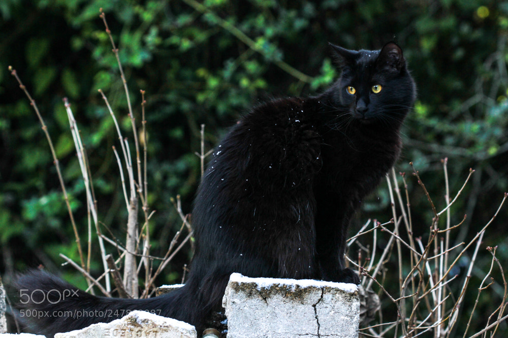 Canon EOS 7D sample photo. A light dusting of photography