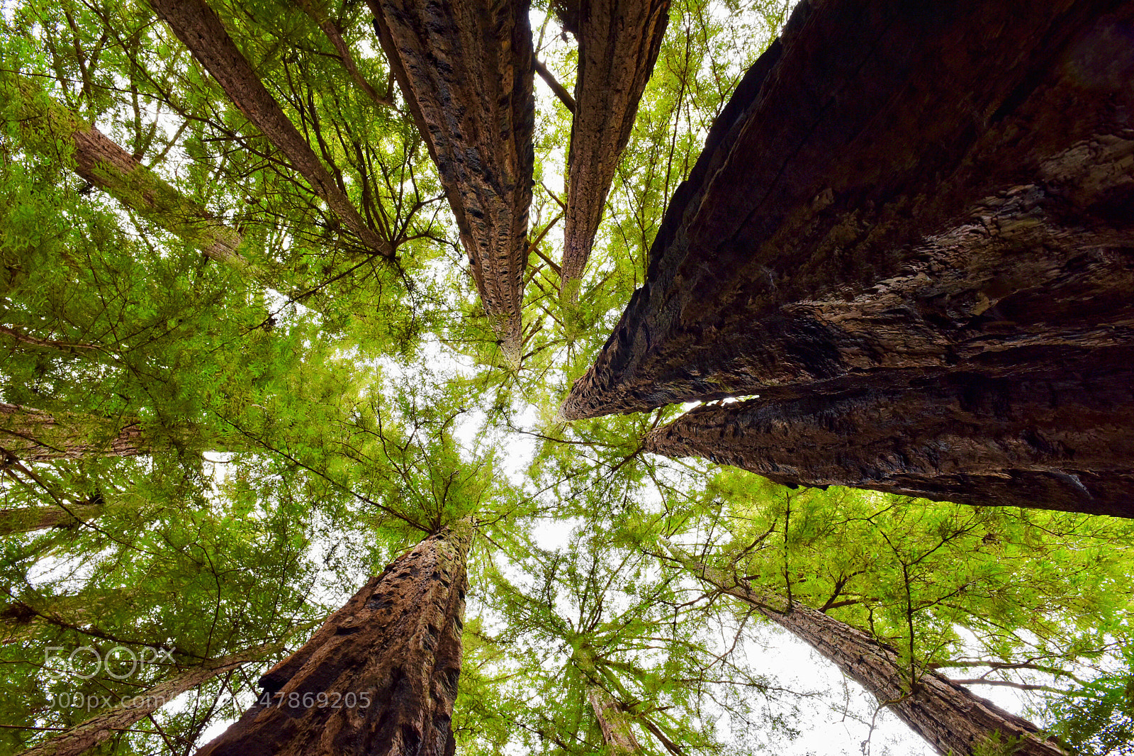 Nikon D810 sample photo. Untitled photography