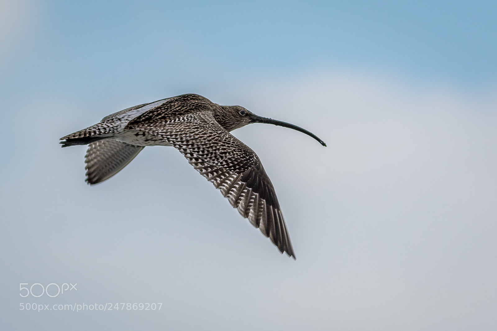 Canon EOS 7D Mark II sample photo. Curlew photography
