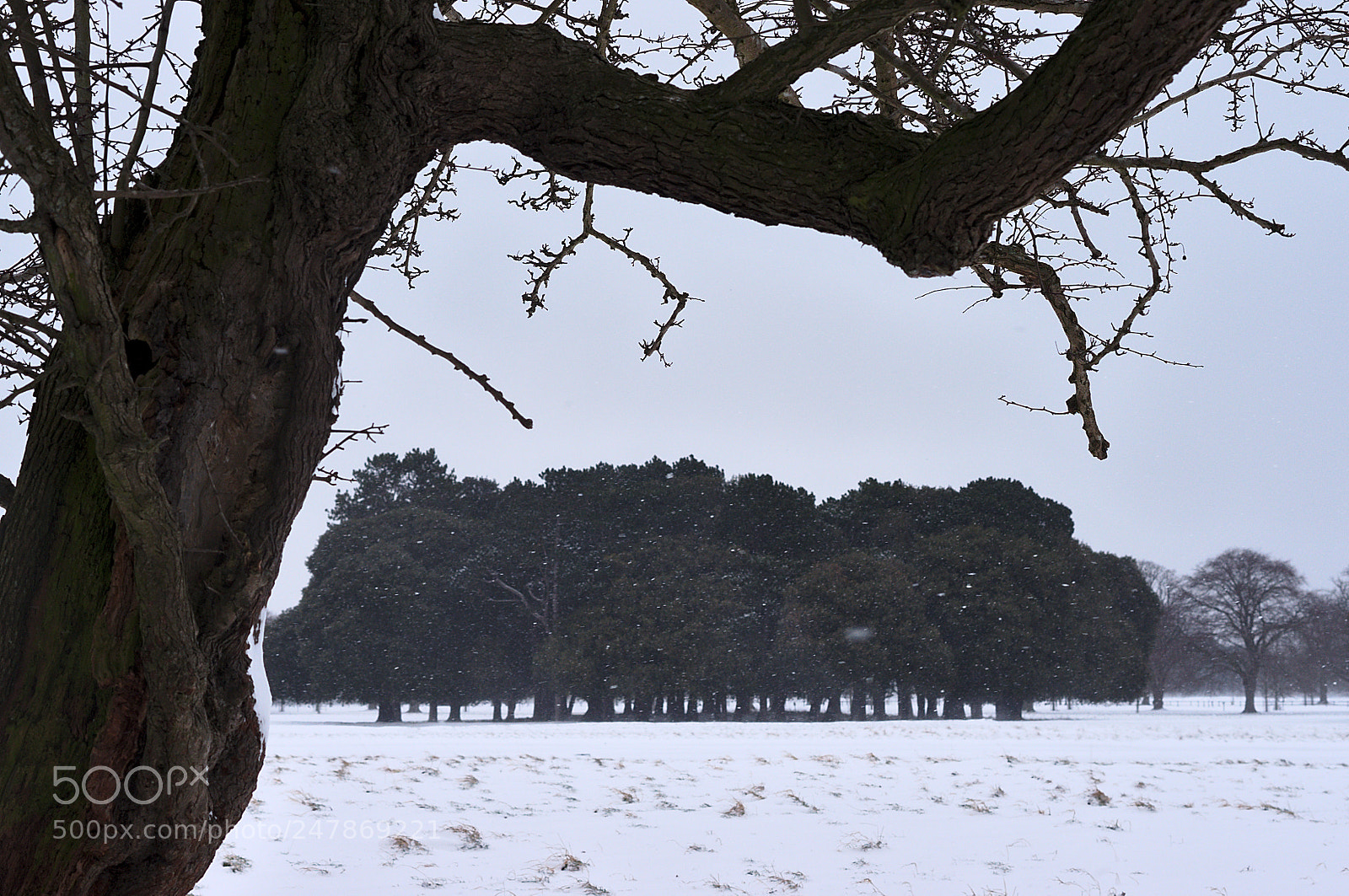 Pentax K-r sample photo. Snow day photography