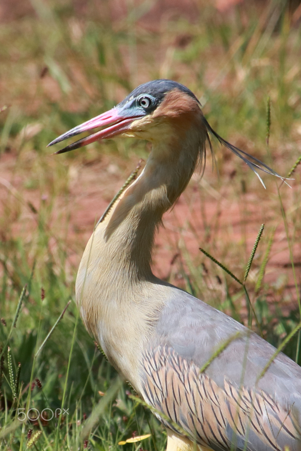 Canon EF-S 55-250mm F4-5.6 IS STM sample photo. Whistling heron photography