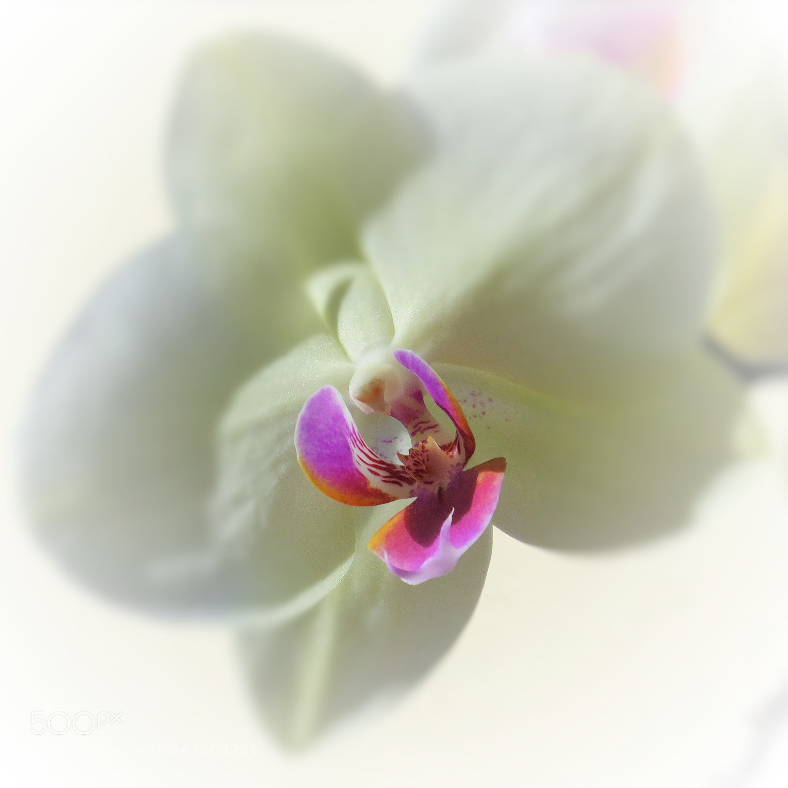 Canon PowerShot SX50 HS sample photo. White orchid blossom () photography