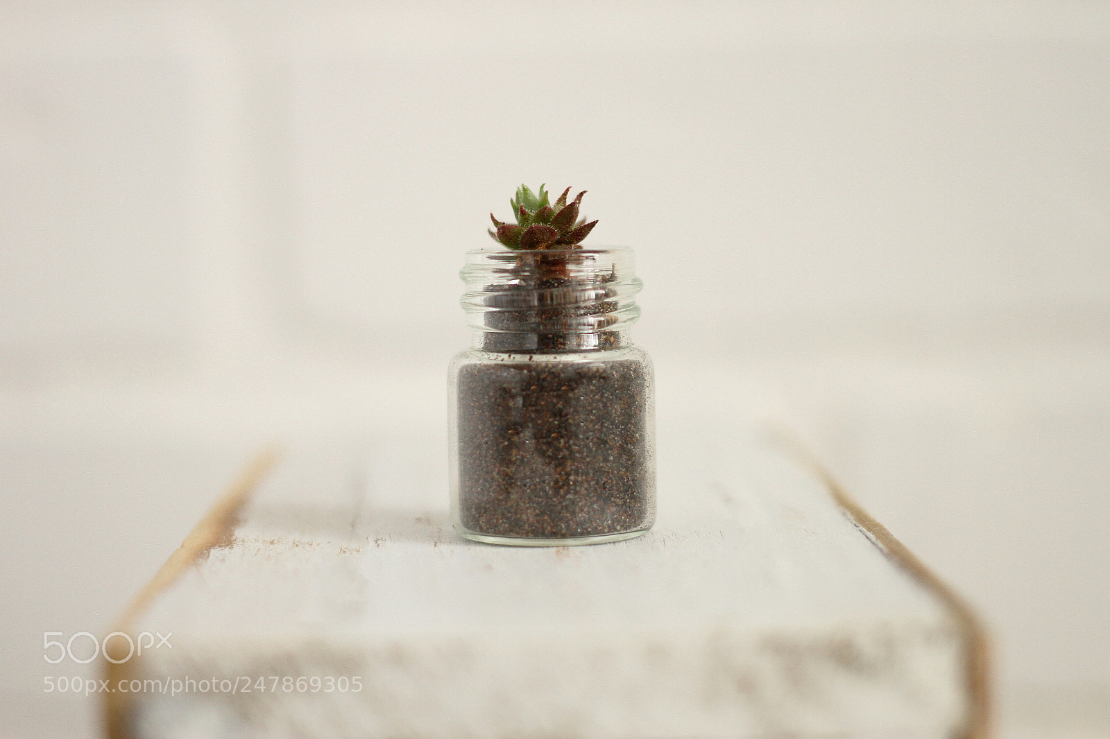 Canon EOS 7D sample photo. Mini succulent photography