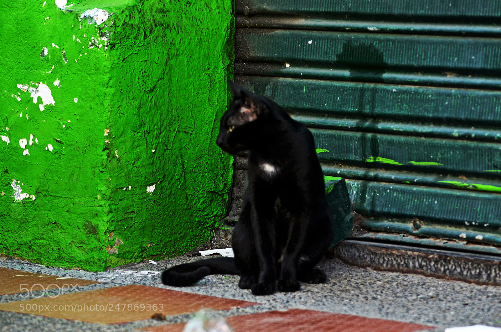 Nikon D5100 sample photo. The black cat in photography
