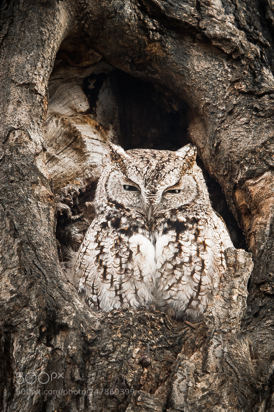 Nikon D500 sample photo. Northern screech-owl photography