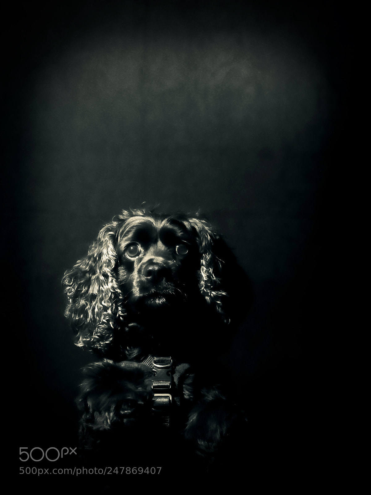 Panasonic Lumix DMC-GH4 sample photo. Bailey the begging dog photography