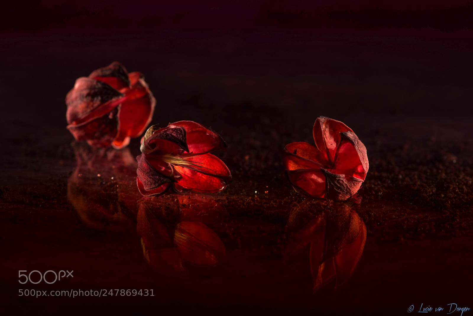 Nikon D610 sample photo. Red photography