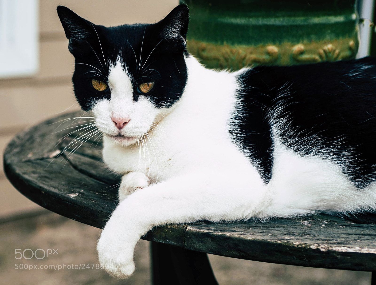 Nikon D700 sample photo. Panda photography