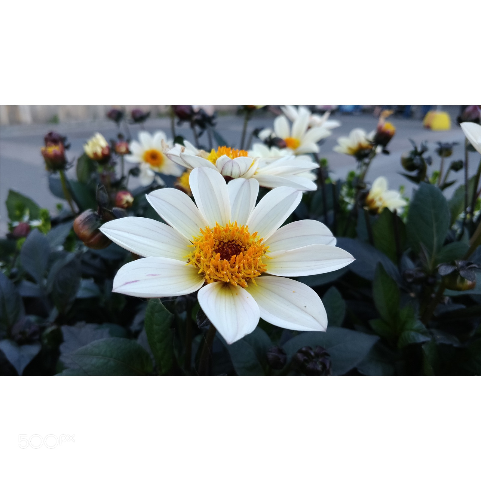 OnePlus 5 sample photo. Oxeye daisy photography