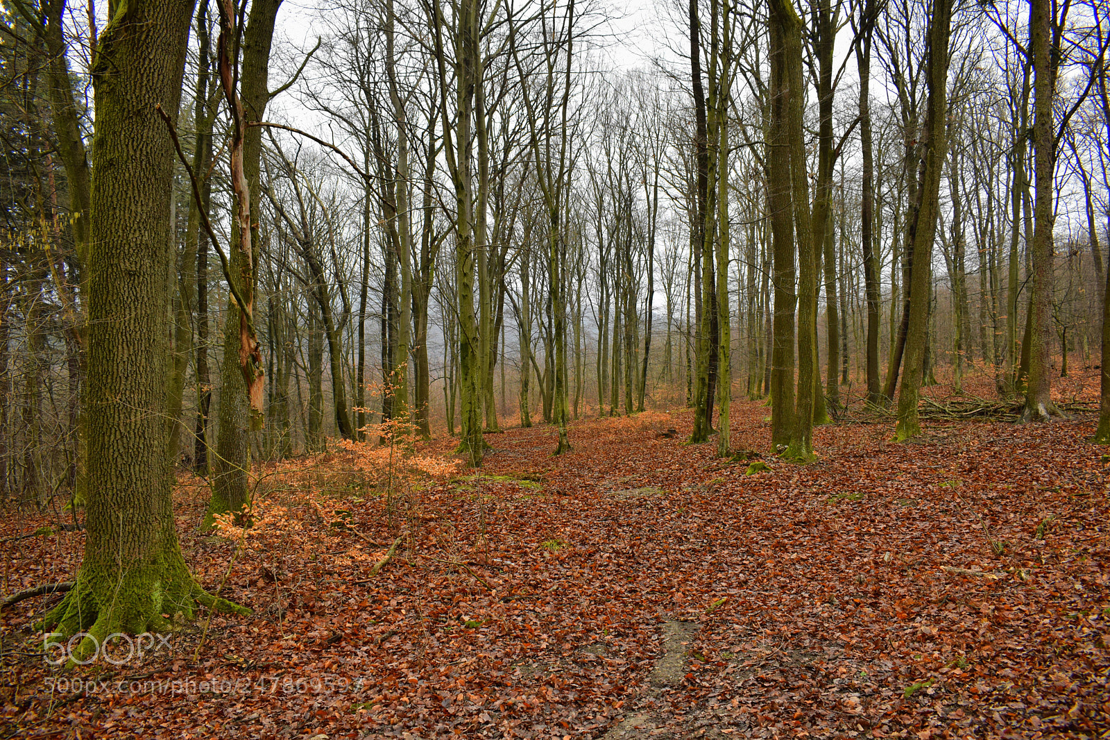 Nikon D3300 sample photo. Forest.... photography