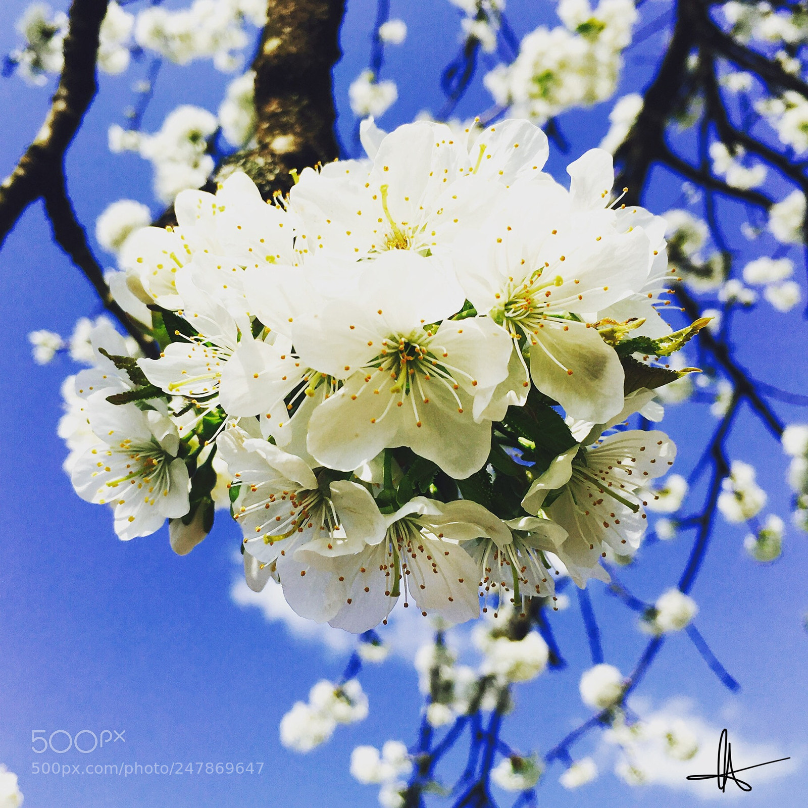 Apple iPhone 6s sample photo. Cherry tree photography