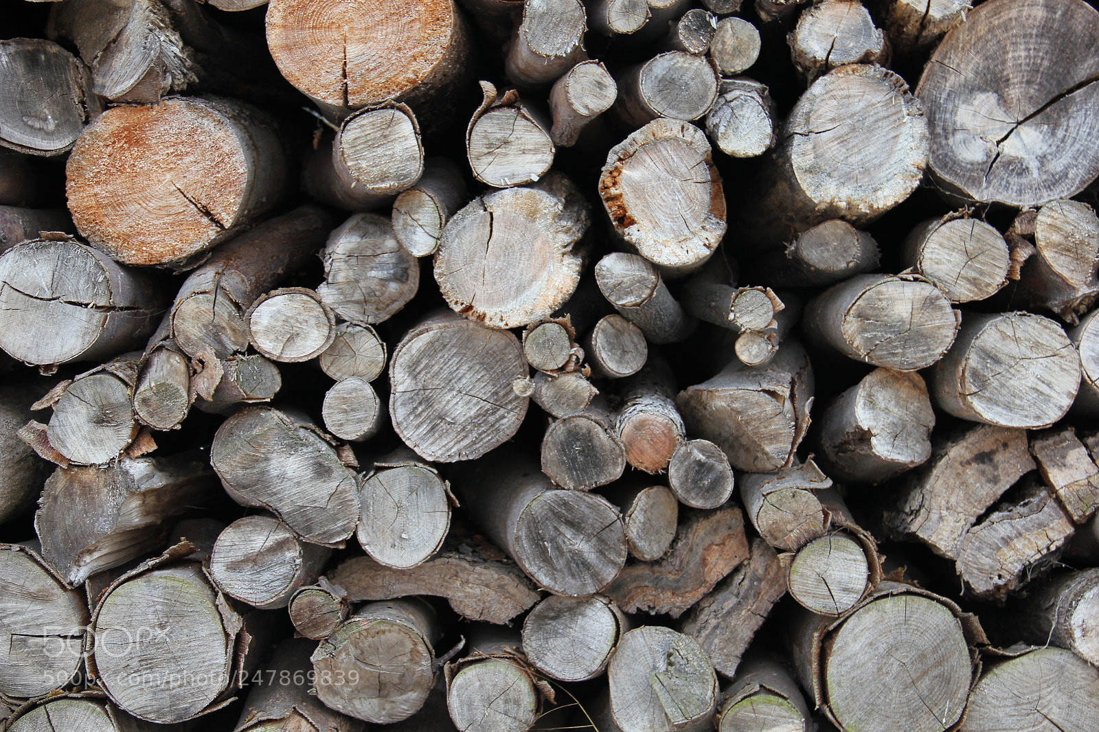 Canon EOS 550D (EOS Rebel T2i / EOS Kiss X4) sample photo. Woodpile ii photography