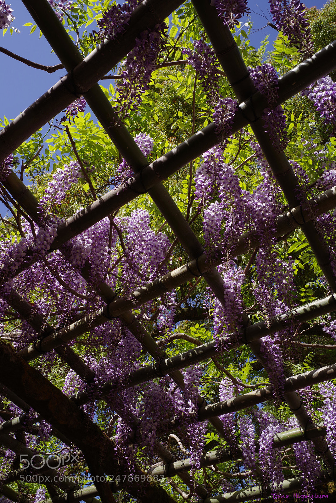 Pentax K-1 sample photo. A wisteria trellis kasuga-shrine photography
